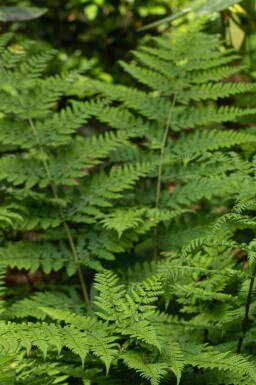 Bregne Dryopteris dilatata 5-10 potte P9 Dryopteris dilatata