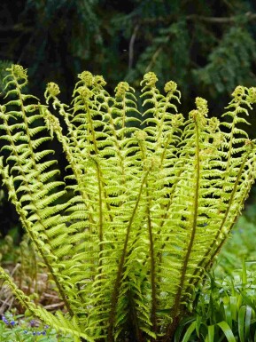 Sortstænglet bregne Dryopteris wallichiana 5-10 potte P9 Dryopteris wallichiana