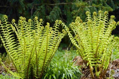 Sortstænglet bregne Dryopteris wallichiana 5-10 potte P9 Dryopteris wallichiana