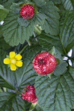 Indisk jordbær Duchesnea indica 5-10 potte P9 Duchesnea indica