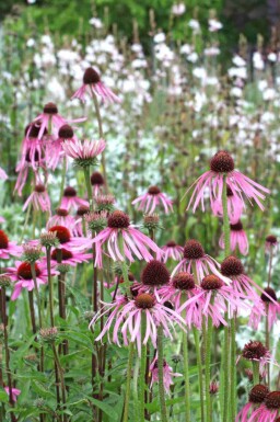 Pallida solhat Echinacea pallida 5-10 potte P9 Echinacea pallida