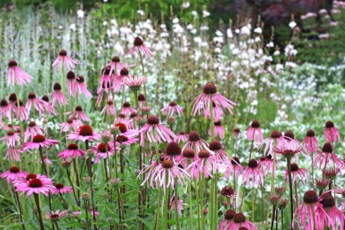 Pallida solhat Echinacea pallida 5-10 potte P9 Echinacea pallida