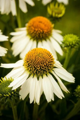 Solhat Echinacea purpurea 'White Swan' 5-10 potte P9 Echinacea purpurea 'White Swan'