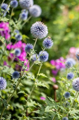Blå tidselkugle Echinops bannaticus 'Blue Globe' 5-10 potte P9 Echinops bannaticus 'Blue Globe'