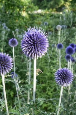 Echinops bannaticus
