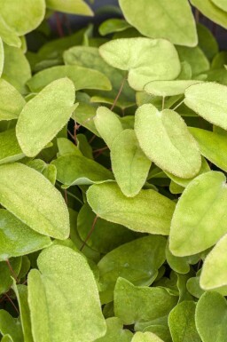 Biskopshue Epimedium rubrum 5-10 potte P9 Epimedium rubrum