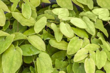 Biskopshue Epimedium rubrum 5-10 potte P9 Epimedium rubrum
