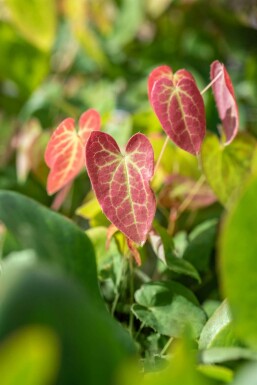 Bispehue Epimedium versicolor 'Sulphureum' 5-10 potte P9 Epimedium versicolor 'Sulphureum'