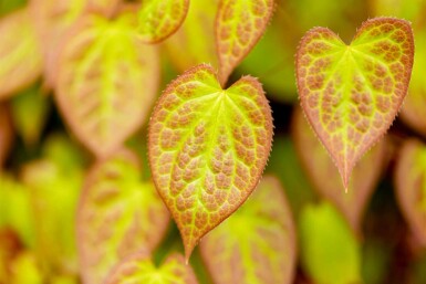 Bispehue Epimedium versicolor 'Sulphureum' 5-10 potte P9 Epimedium versicolor 'Sulphureum'