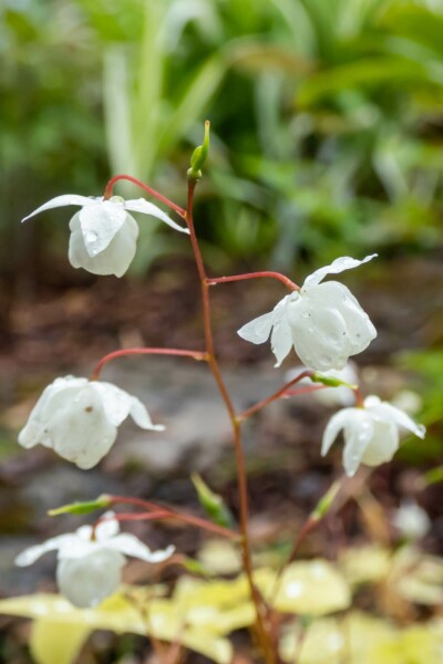 Bispehue Epimedium youngianum 'Niveum' 5-10 potte P9 Epimedium youngianum 'Niveum'