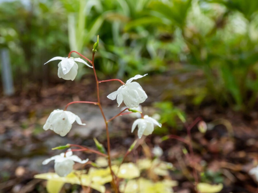 Bispehue Epimedium youngianum 'Niveum' 5-10 potte P9 Epimedium youngianum 'Niveum'