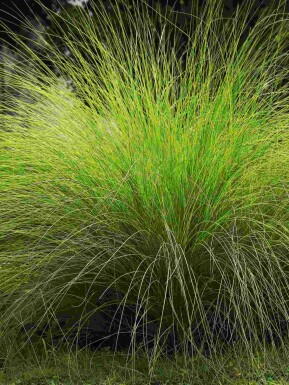 Afrikansk kæmpegræs Eragrostis curvula 5-10 potte P9 Eragrostis curvula