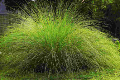 Eragrostis curvula