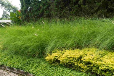 Eragrostis curvula