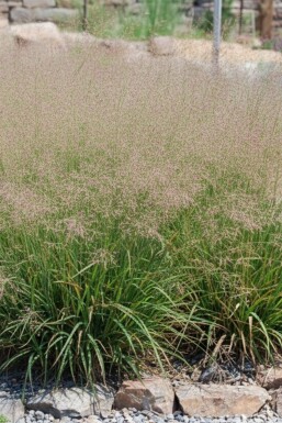 Smuk svingel Eragrostis spectabilis 5-10 potte P9 Eragrostis spectabilis
