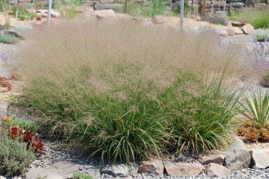 Smuk svingel Eragrostis spectabilis 5-10 potte P9 Eragrostis spectabilis