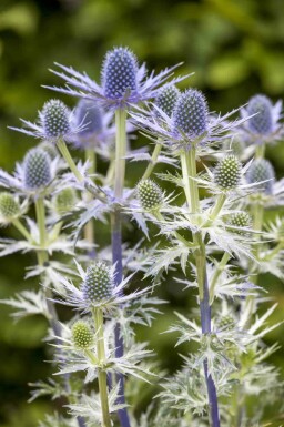 Mandstro Eryngium 'Big Blue' 5-10 potte P9 Eryngium 'Big Blue'