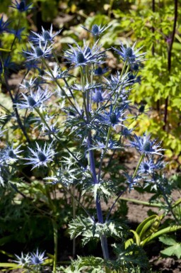Blå mandstro Eryngium bourgatii 5-10 potte P9 Eryngium bourgatii