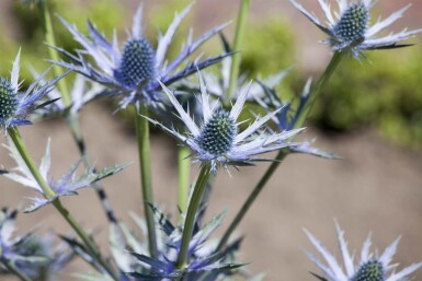 Blå mandstro Eryngium bourgatii 5-10 potte P9 Eryngium bourgatii