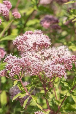 Eupatorium cannabinum