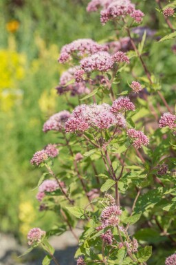 Hampbladet kongelys Eupatorium cannabinum 5-10 potte P9 Eupatorium cannabinum