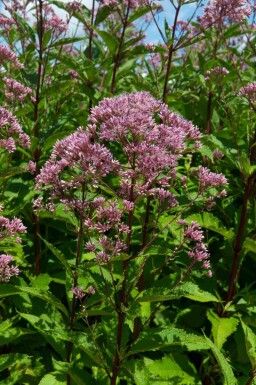 Plettet hjortetrøst Eupatorium maculatum 'Purple Bush' 5-10 potte P9 Eupatorium maculatum 'Purple Bush'