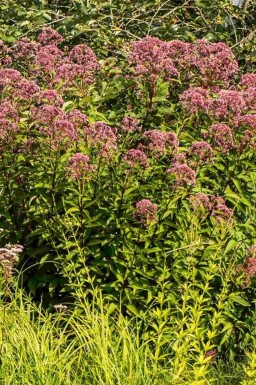 Rød hestehov Eupatorium purpureum 5-10 potte P9 Eupatorium purpureum