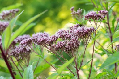 Rød hestehov Eupatorium purpureum 5-10 potte P9 Eupatorium purpureum