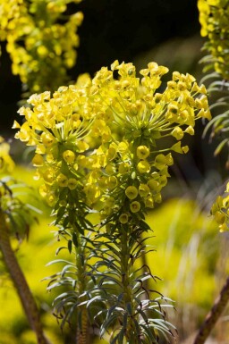 Vortemælk Euphorbia characias ssp. 'wulfenii' 5-10 potte P9 Euphorbia characias ssp. 'wulfenii'