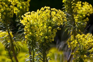 Vortemælk Euphorbia characias ssp. 'wulfenii' 5-10 potte P9 Euphorbia characias ssp. 'wulfenii'