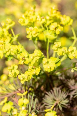 Vortemælk Euphorbia cyparissias 'Fens Ruby' 5-10 potte P9 Euphorbia cyparissias 'Fens Ruby'
