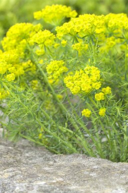 Vortemælk Euphorbia cyparissias 5-10 potte P9 Euphorbia cyparissias