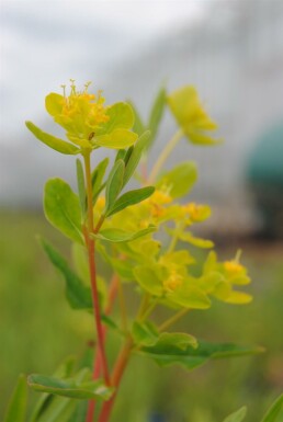 Sumpvortemælk Euphorbia palustris 5-10 potte P9 Euphorbia palustris