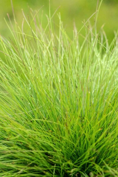Festuca amethystina