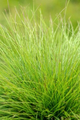 Amethyst rævehalegræs Festuca amethystina 5-10 potte P9 Festuca amethystina