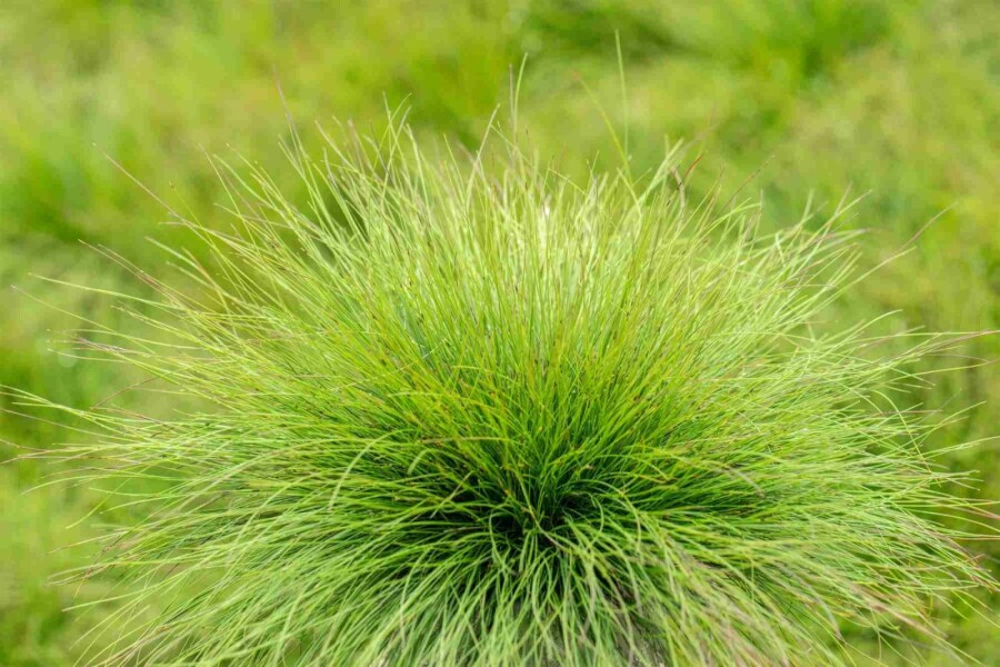 Amethyst rævehalegræs Festuca amethystina 5-10 potte P9 Festuca amethystina