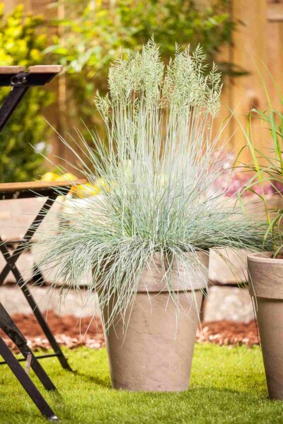 BlaÌ bjørnegræs Festuca glauca 'Intense Blue' 5-10 potte P9 Festuca glauca 'Intense Blue'
