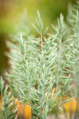 Festuca glauca 'Intense Blue'