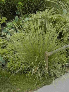 Blåtop Festuca mairei 5-10 potte P9 Festuca mairei