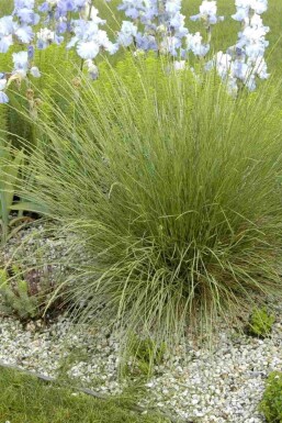 Blåtop Festuca mairei 5-10 potte P9 Festuca mairei