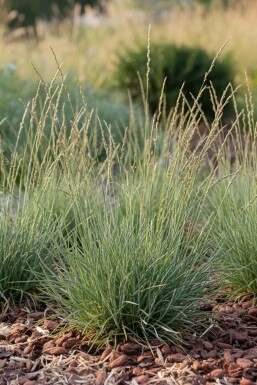 Fåresvingel Festuca ovina 5-10 potte P9 Festuca ovina