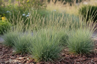 Fåresvingel Festuca ovina 5-10 potte P9 Festuca ovina