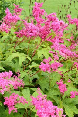 Rød mjødurt Filipendula purpurea 5-10 potte P9 Filipendula purpurea