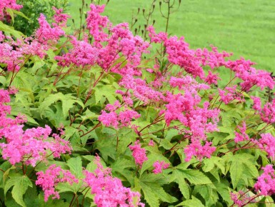 Rød mjødurt Filipendula purpurea 5-10 potte P9 Filipendula purpurea