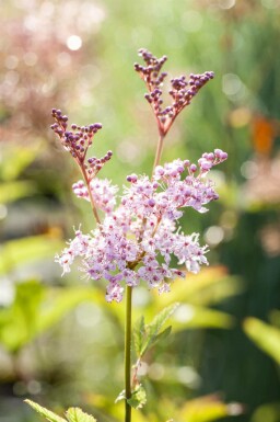 Amerikansk mjødurt Filipendula rubra 'Venusta' 5-10 potte P9 Filipendula rubra 'Venusta'