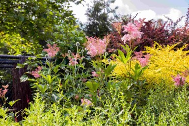 Amerikansk mjødurt Filipendula rubra 'Venusta' 5-10 potte P9 Filipendula rubra 'Venusta'