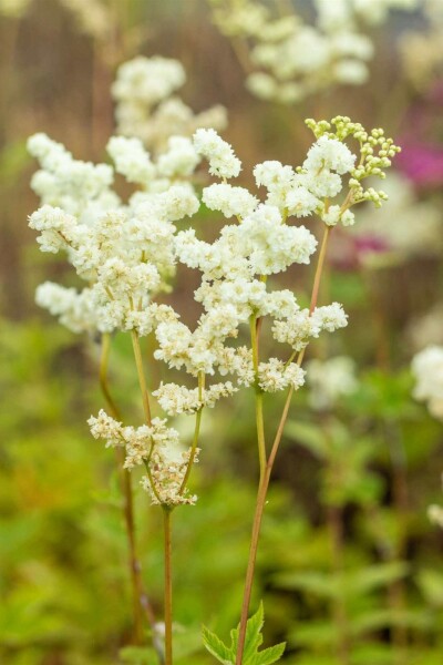 Mjødurt Filipendula ulmaria 5-10 potte P9 Filipendula ulmaria
