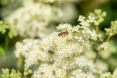 Mjødurt Filipendula ulmaria 5-10 potte P9 Filipendula ulmaria
