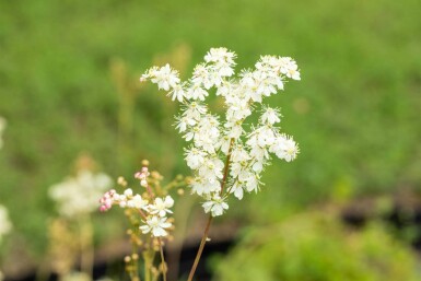 Mjødurt Filipendula ulmaria 5-10 potte P9 Filipendula ulmaria