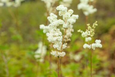 Mjødurt Filipendula ulmaria 5-10 potte P9 Filipendula ulmaria